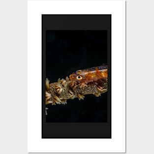 Colored sea whip coral goby Posters and Art